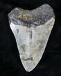Bargain Megalodon Tooth - North Carolina #20702-2